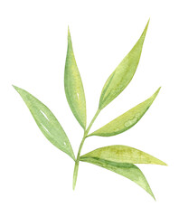 Watercolor green bamboo leaves isolated on white