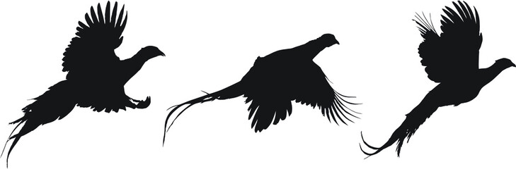 Vector silhouettes of rooster ring-necked pheasants flying. - obrazy, fototapety, plakaty