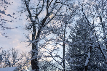 trees at sunset after the snow fall