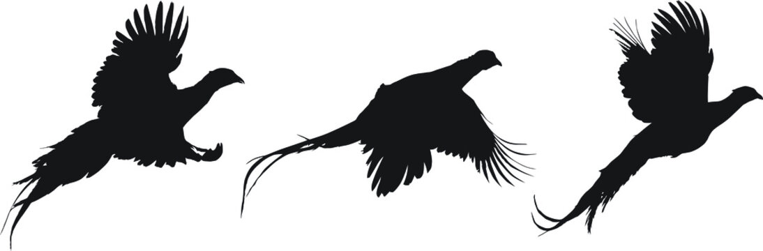 Vector silhouettes of rooster ring-necked pheasants flying.