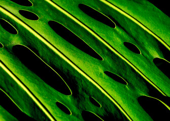Fototapeta na wymiar Beautiful green leaf which texture is highlighted by the contrast of light and dark colors. Texture.
