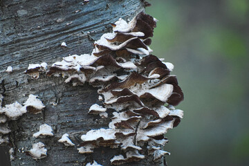 mushrooms on tree