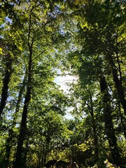 trees in the forest