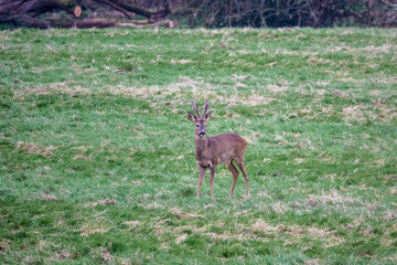 close up of a young stag wild roe deer (Capreolus capreolus) on Salisbury Plain chalklands Wiltshire UK