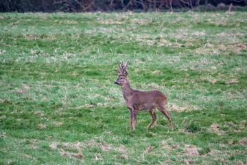 close up of a young stag wild roe deer (Capreolus capreolus) on Salisbury Plain chalklands Wiltshire UK