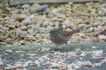 close up of a  dunnock (Prunella modularis) feeding on scattered food on patio garden stones 
