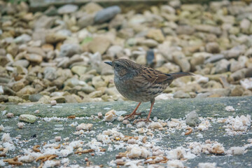 close up of a  dunnock (Prunella modularis) feeding on scattered food on patio garden stones 