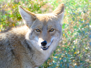 close up of a coyote