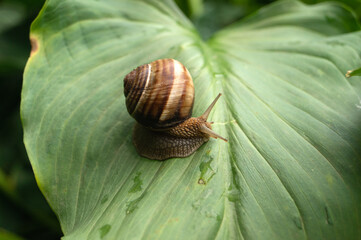 snail on a leaf © Stanimir
