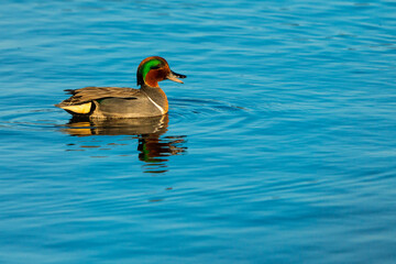 Obraz premium Green-Winged Teal Duck