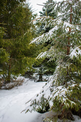 La neige en montagne en hiver