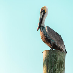 Minimalist image of a pelican resting on a pole, blue background