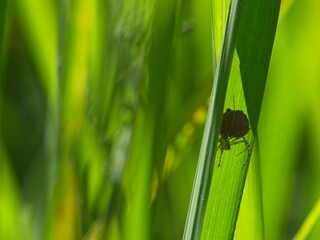 Closeup of a spider making web with prey hidden among green grass blades Vilcabamba, Ecuador.