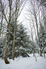 Fototapeta premium La neige en montagne en hiver