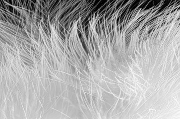 Wispy white feather tips flowing against a black background