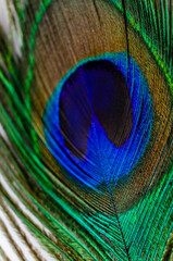 Close-up of a peacock tail feather eye against a whte backgournd.