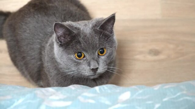 A gray cat, chartreuse or British plays, hunts for a stick. Huge eyes. Games with a cat.