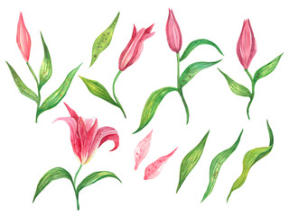 Watercolor hand-painted flowers and leaves set. Illustration isolated on white background. Hand-drawn flowers lilies and  leaves