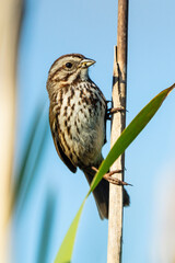 Song Sparrow