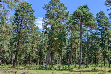 Obraz premium trees in the forest
