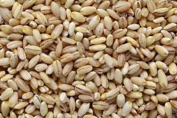 Pearl barley closeup, heap of pearl barley grains, vegetarian food