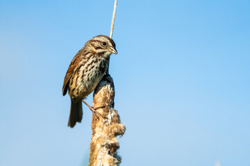 Song Sparrow