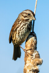 Song Sparrow