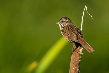 Song Sparrow