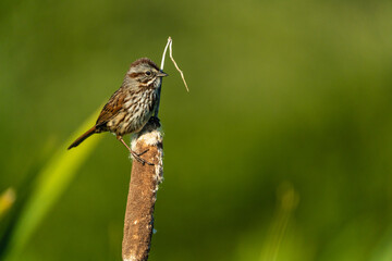 Song Sparrow