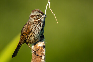 Song Sparrow