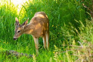 Young Deer