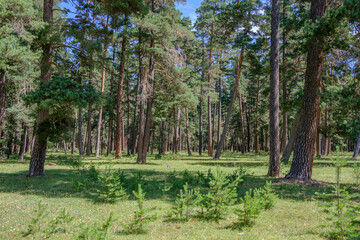 Obraz premium trees in the park