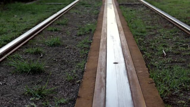 Railroad tracks in the forest