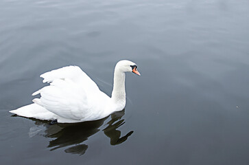 The sibilant swan is swimming in a pond. Close-up. A white swan in a pond. Side view. A hisser in the water. A graceful wild bird in the wild.