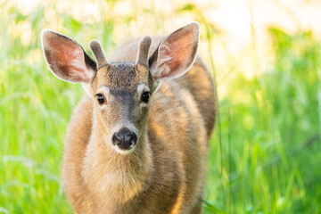 Young Deer