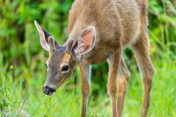 Young Deer