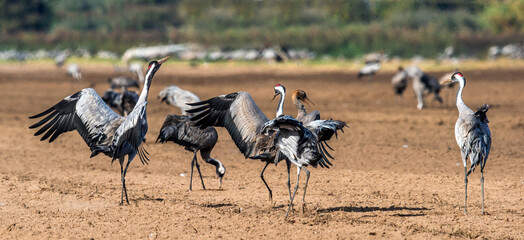 Dancing Cranes  in  arable field.  Common Crane, Scientific name: Grus grus, Grus communis.