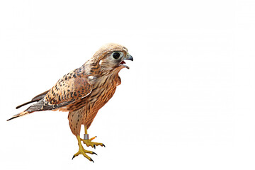 A screaming falcon on a white background. Portrait. Isolate. A bird of prey screams. The kestrel has an open beak. Wildlife. Side view.