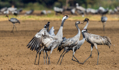 Dancing Cranes  in  arable field.  Common Crane, Scientific name: Grus grus, Grus communis.
