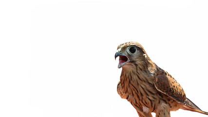 A kestrel with an open beak looks away. Isolate. A bird of prey screams. Portrait of a wild bird. An aggressive falcon.