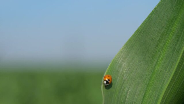 High grid tower distributes electricity. Focus changes from power lines under blue sky to ladybug sitting on corn leaf in field at farm