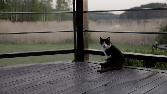 Cat lying down on wooden deck terrace patio in outdoor garden of house on floor smelling sniffing fresh air.