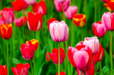 pink tulips in the field during the day
