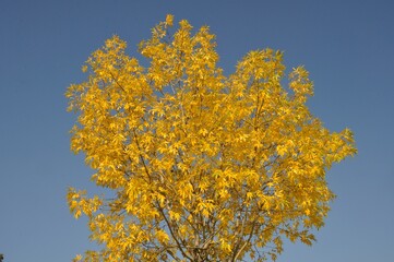 Tree in autumn colors in Normandy