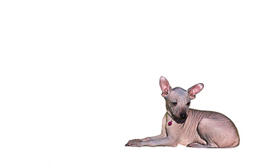 The puppy lies and looks away. A small dog without fur on a white background. Isolate. A pet. Mexican Hairless Dog. Xoloitzcuintle.