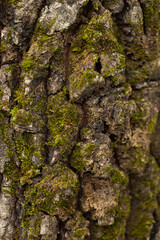 Green moss on a tree bark
