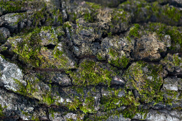 Green moss on a tree bark