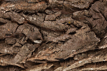 Embossed Bark texture of old tree wood pattern detail, macro photography.