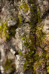 Green moss on a tree bark