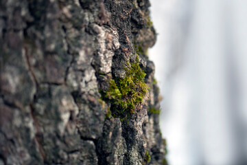 Obraz premium Green moss on a tree bark